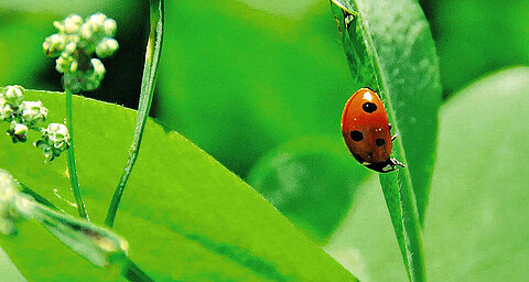 A ladybug with black spots is perched on a green leaf.