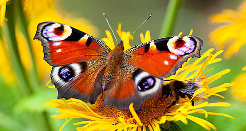 A butterfly with vibrant orange wings and eye-like patterns rests on a yellow flower, with a bee nearby.