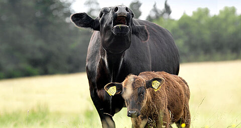 Two cows, one black and one brown, stand in a grassy field.