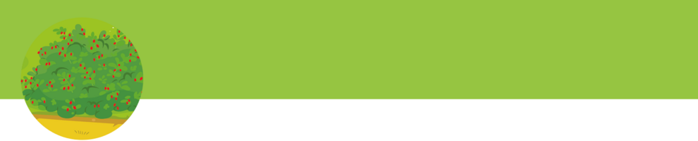 A green bush with red flowers is placed in a yellow pot.