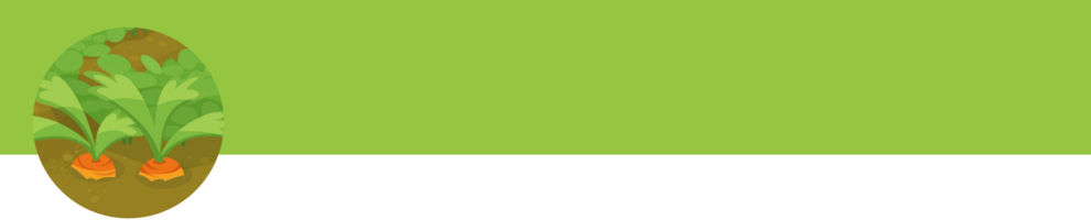 Carrots with green tops are growing in brown soil.