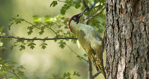A woodpecker clings to a tree trunk, surrounded by green foliage.