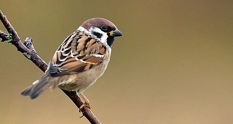 A bird perches on a twig.