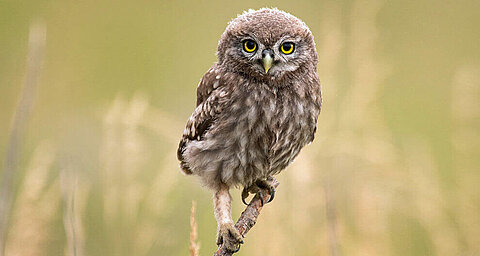 Owl perched on a twig.