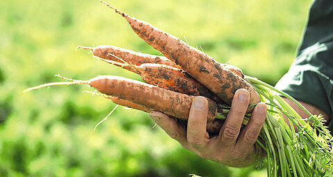 A hand holds freshly harvested carrots with green tops against a blurred green background.