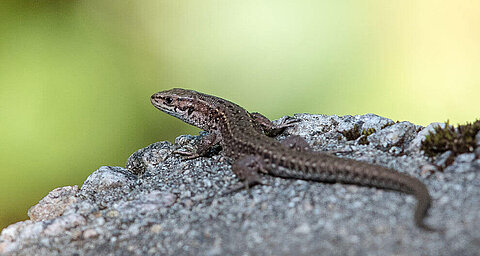 A lizard rests on a rocky surface.
