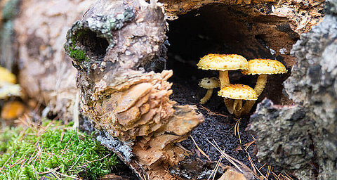 Mushrooms emerge from a decaying log surrounded by moss and forest debris.