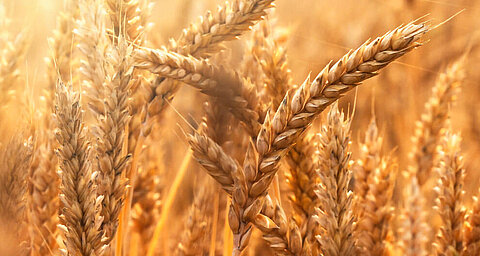 Golden wheat stalks bathed in sunlight.