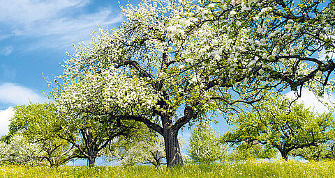 A blossoming tree stands tall amidst a field of yellow flowers under a clear blue sky.