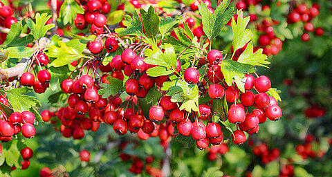 Bright red berries cluster on green leaves.