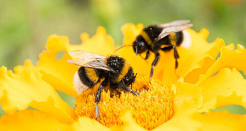 Bees collecting nectar from a yellow flower.