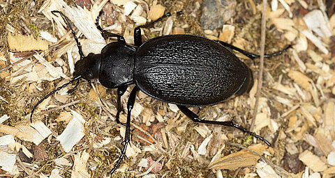 A dark beetle is on a textured ground.