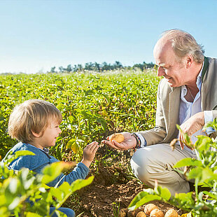 An elderly man and a young child are harvesting potatoes in a field.
