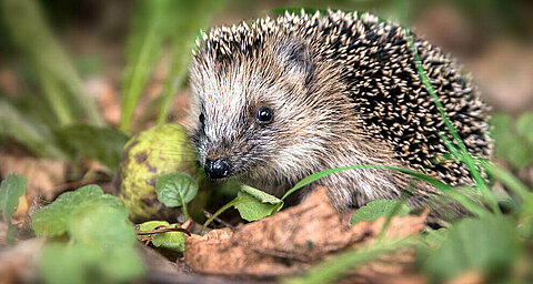 Hedgehog in nature.