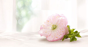 A pink flower with green leaves is placed on a white surface.