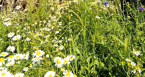 A field of white daisies and green grass.