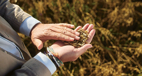 A hand holds grains against a field backdrop.