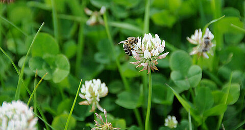 A bee collects nectar from a white clover amidst a green meadow.
