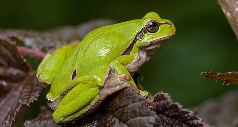 A vibrant green frog perches on a leafy branch.