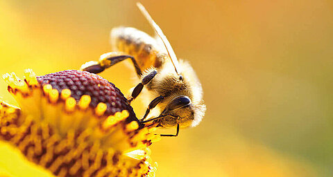 A bee is collecting nectar from a flower.