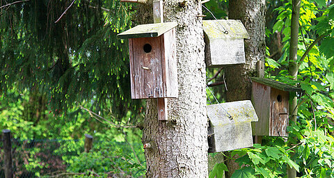 Birdhouses mounted on a tree trunk.