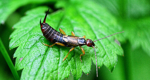 An insect with a shiny brown body and long antennae is perched on a green leaf.