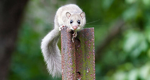 A light-colored rodent with a long tail is perched on a rusted post.