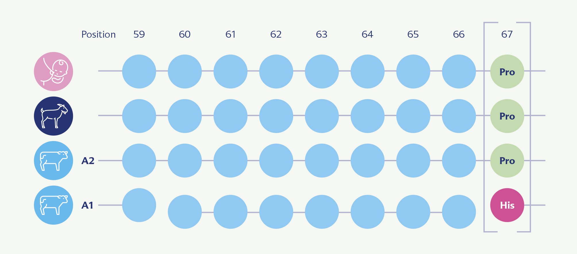 Une série de cercles bleus alignés en lignes et en colonnes, avec trois icônes différentes dans le coin supérieur gauche et le mot "Pro" répété deux fois, ainsi que le mot "His" dans un cercle rouge.
