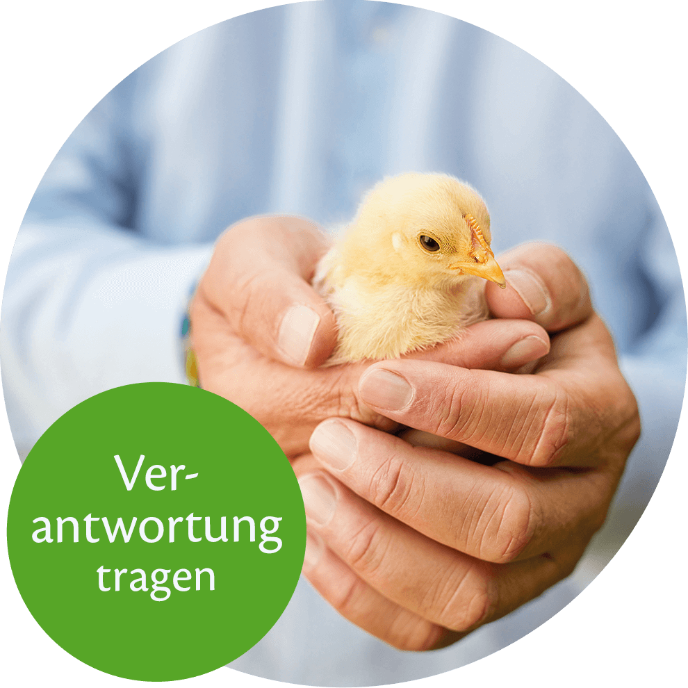 A person's hands hold a yellow chick.