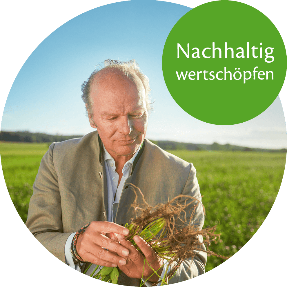 An elderly man in a field examines a plant.