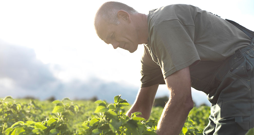 A man bends over in a field, tending to green plants.