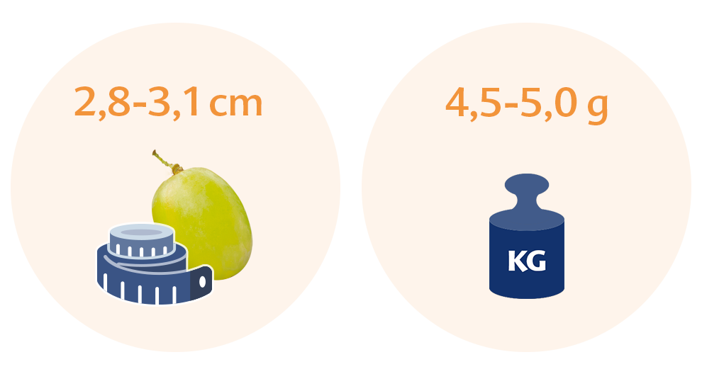 Two circles with text and illustrations. The left circle has text indicating a size range of 2.8-3.1 cm and an illustration of a grape and a measuring tape. The right circle has text indicating a weight range of 4.5-5.0 g and an illustration of a weight scale with the label 'KG'.