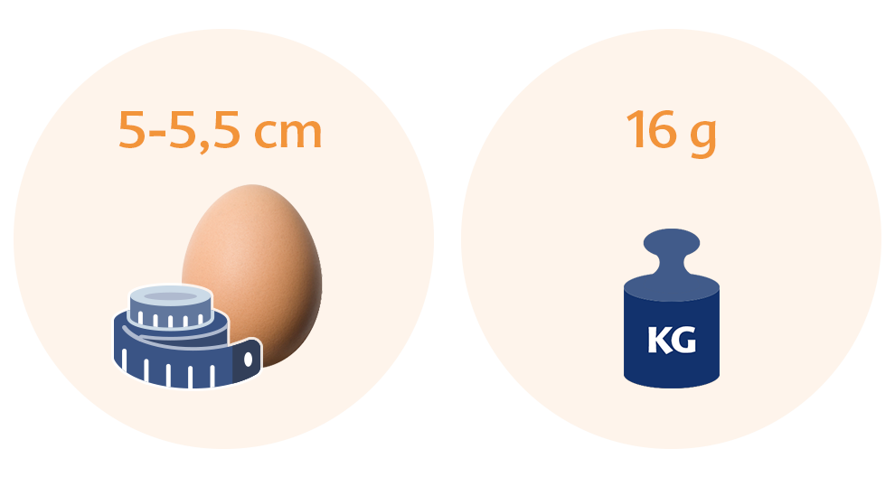 Two circles with text and illustrations. The left circle has text indicating a size range of 5-5.5 cm and an illustration of a measuring tape and an egg. The right circle has text indicating a weight of 16 g and an illustration of a weight scale with a label of KG.
