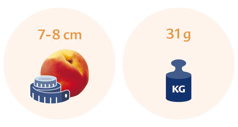 Two circles, each with a distinct illustration and text. The left circle features a peach with a measuring tape, and the text reads '7-8 cm'. The right circle displays a blue weight with the text '31g' and the label 'KG'.