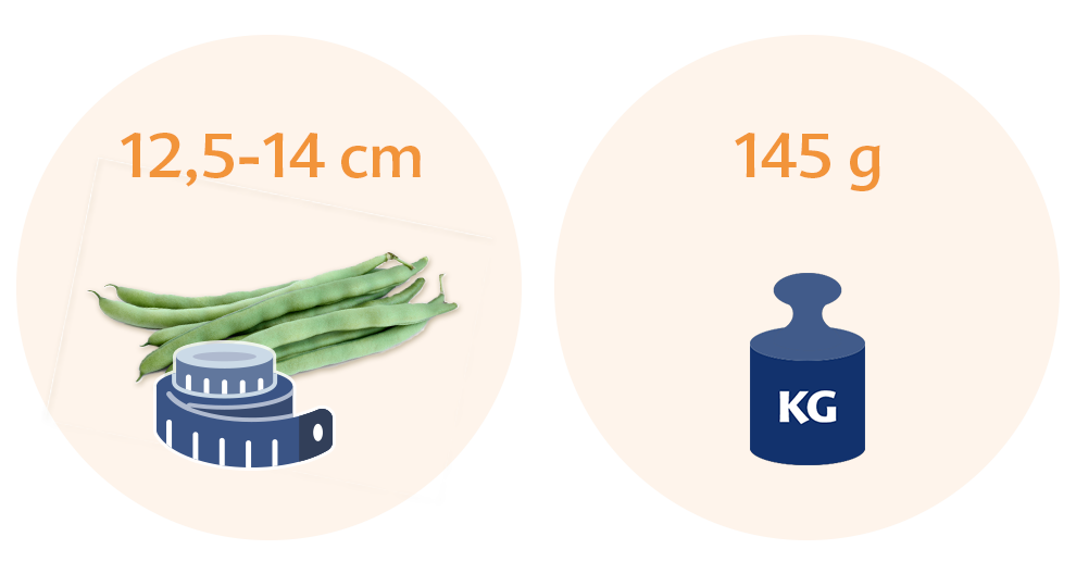 Two circles with text and illustrations. The left circle has text indicating a measurement range of 12.5-14 cm and an illustration of green beans and a measuring tape. The right circle has text indicating a weight of 145 g and an illustration of a weighing scale with a label of KG.