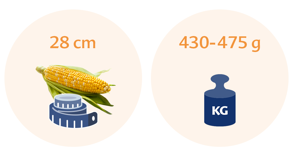 Two circles with a corn cob and a weighing scale in the left circle, and a weighing scale with a weight range and a kilogram symbol in the right circle.