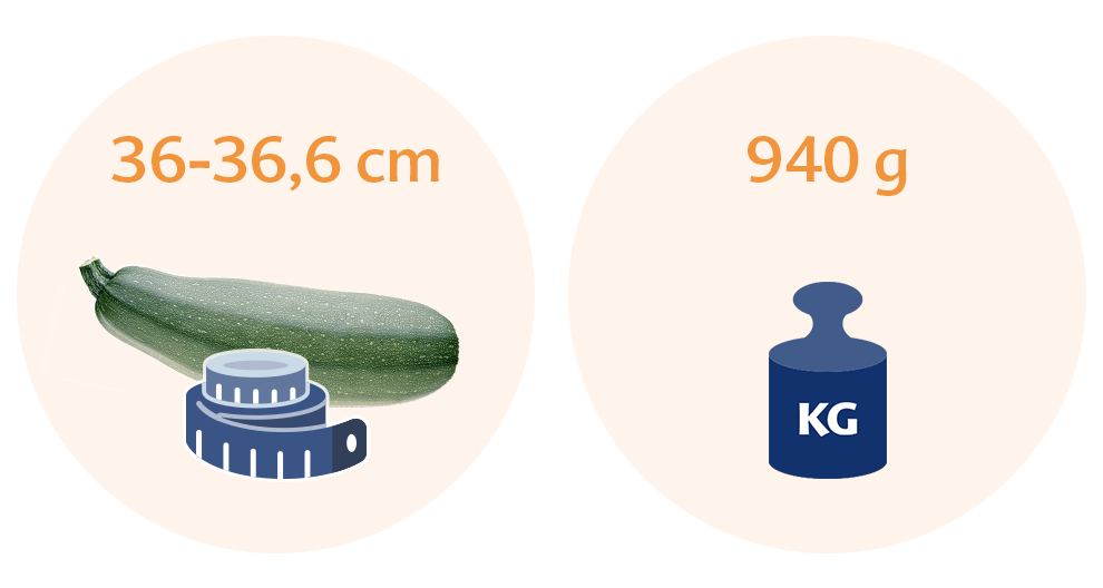 Two circles with a zucchini and a measuring tape in the left circle, and a weight scale with a label of 940 grams and a kilogram symbol in the right circle.