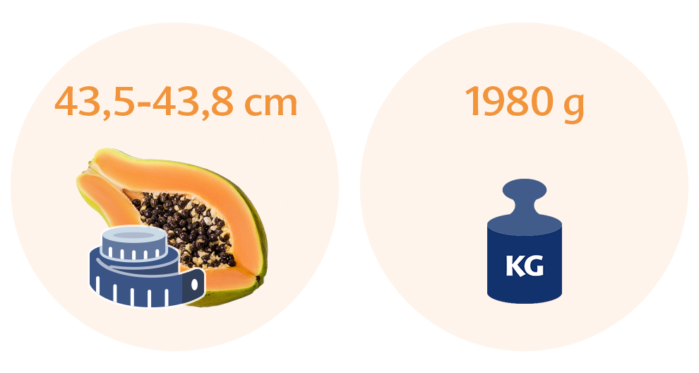 Two circles with text and illustrations. The left circle has text indicating a height range of 43.5-43.8 cm and an illustration of a measuring tape wrapped around a papaya. The right circle has text indicating a weight of 1980 grams and an illustration of a weighing scale.