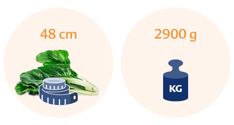 Two circles, one with a green leafy vegetable and a measuring tape, and the other with a blue weight scale and a label indicating 2900 grams.