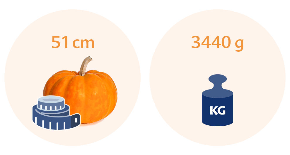 Two circles, one with a pumpkin and a measuring tape, and the other with a weight scale and a kilogram symbol.