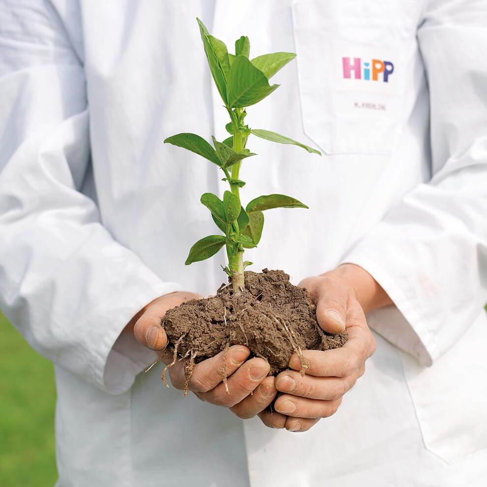 A person in a white lab coat holds a young plant with soil and roots.