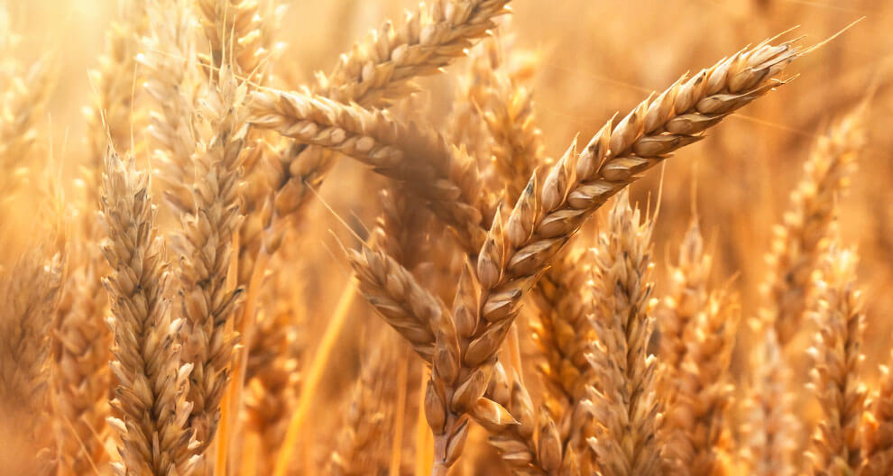 Golden wheat stalks bathed in sunlight.